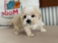 Maltipoo Yavrular