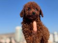 Ankaranın en seçkin toy poodle yavruları ziyarete açık