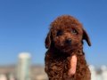 Ankaranın en seçkin toy poodle yavruları ziyarete açık