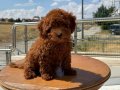 Ankaranın en seçkin toy poodle yavruları ziyarete açık