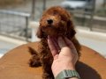 Ankaranın en seçkin toy poodle yavruları ziyarete açık