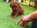 Ankaranın en seçkin toy poodle yavruları ziyarete açık