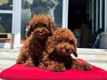 Ankaranın en seçkin toy poodle yavruları ziyarete açık