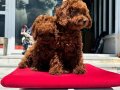 Ankaranın en seçkin toy poodle yavruları ziyarete açık