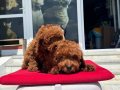Ankaranın en seçkin toy poodle yavruları ziyarete açık