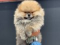 Petmode köpek çiftliğinde ziyarete açık teddy pomeranian