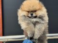 Petmode köpek çiftliğinde ziyarete açık teddy pomeranian