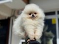 Petmode köpek çiftliğinde ziyarete açık teddy pomeranian
