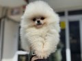 Petmode köpek çiftliğinde ziyarete açık teddy pomeranian