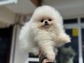 Petmode köpek çiftliğinde ziyarete açık teddy pomeranian