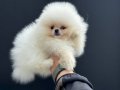 Petmode köpek çiftliğinde ziyarete açık teddy pomeranian