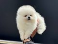 Petmode köpek çiftliğinde ziyarete açık teddy pomeranian