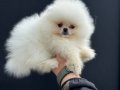 Petmode köpek çiftliğinde ziyarete açık teddy pomeranian