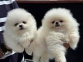 Petmode köpek çiftliğinde ziyarete açık teddy pomeranian