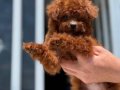 Çok özel redbrown kore toy poodle yavrularımız
