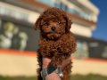 Çok özel redbrown kore toy poodle yavrularımız