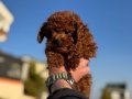 Çok özel redbrown kore toy poodle yavrularımız