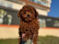 Çok özel redbrown kore toy poodle yavrularımız