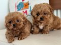 Petmode köpek çiftliğinden kore maltipoo yavrularımız
