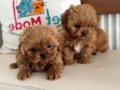 Petmode köpek çiftliğinden kore maltipoo yavrularımız