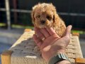 Petmode köpek çiftliğinden kore maltipoo yavrularımız