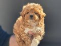 Petmode köpek çiftliğinden kore maltipoo yavrularımız