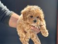 Petmode köpek çiftliğinden kore maltipoo yavrularımız