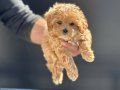 Petmode köpek çiftliğinden kore maltipoo yavrularımız