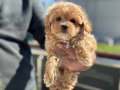 Petmode köpek çiftliğinden kore maltipoo yavrularımız