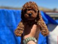 Petmode köpek çiftliğinde ziyarete açık toy poodle yavrular