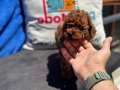 Petmode köpek çiftliğinde ziyarete açık toy poodle yavrular