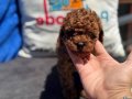 Petmode köpek çiftliğinde ziyarete açık toy poodle yavrular