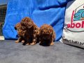 Petmode köpek çiftliğinde ziyarete açık toy poodle yavrular