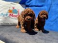 Petmode köpek çiftliğinde ziyarete açık toy poodle yavrular