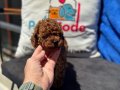 Petmode köpek çiftliğinde ziyarete açık toy poodle yavrular