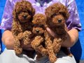Petmode köpek çiftliğinde ziyarete açık toy poodle yavrular