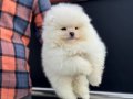 Teddy face pomeranian yavrular petmode köpek çiftliğinde