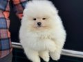 Teddy face pomeranian yavrular petmode köpek çiftliğinde