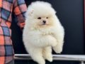 Teddy face pomeranian yavrular petmode köpek çiftliğinde