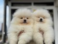 Teddy face pomeranian yavrular petmode köpek çiftliğinde