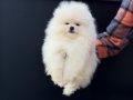 Teddy face pomeranian yavrular petmode köpek çiftliğinde