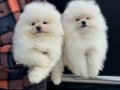 Teddy face pomeranian yavrular petmode köpek çiftliğinde