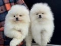 Teddy face pomeranian yavrular petmode köpek çiftliğinde
