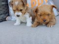 Show Kalite morkie yavrularımız çiftliğimizde ziyarete açık