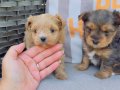 Show Kalite morkie yavrularımız çiftliğimizde ziyarete açık