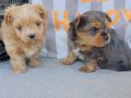 Show Kalite morkie yavrularımız çiftliğimizde ziyarete açık