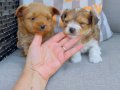 Show Kalite morkie yavrularımız çiftliğimizde ziyarete açık