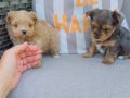 Show Kalite morkie yavrularımız çiftliğimizde ziyarete açık