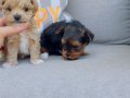 Show Kalite morkie yavrularımız çiftliğimizde ziyarete açık