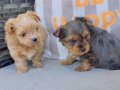 Show Kalite morkie yavrularımız çiftliğimizde ziyarete açık